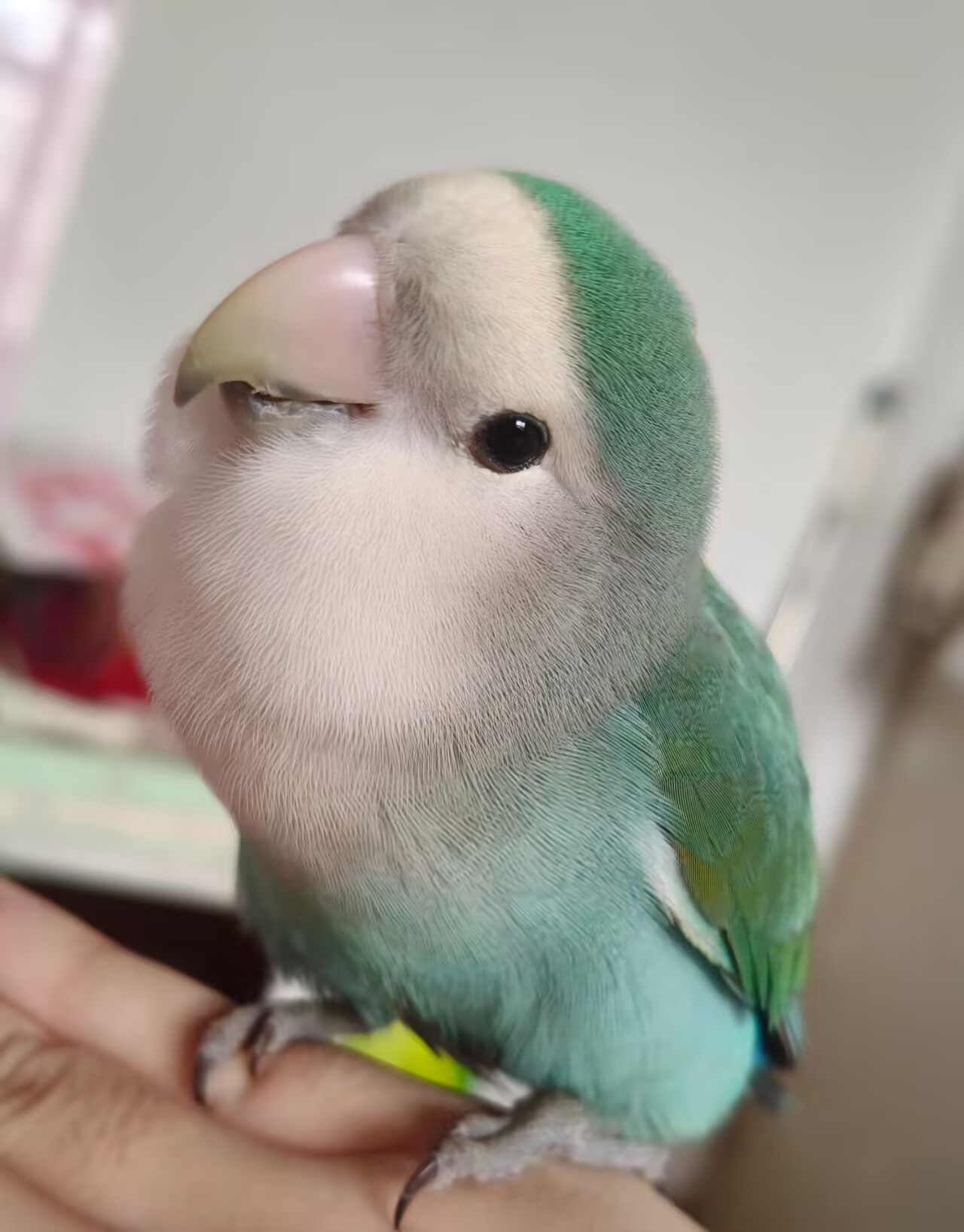 釉宝