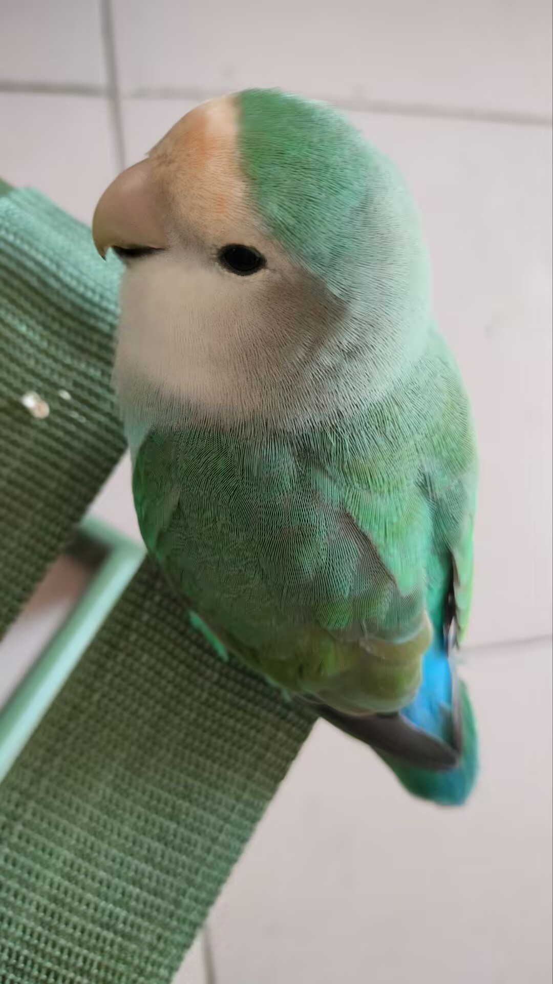 釉宝