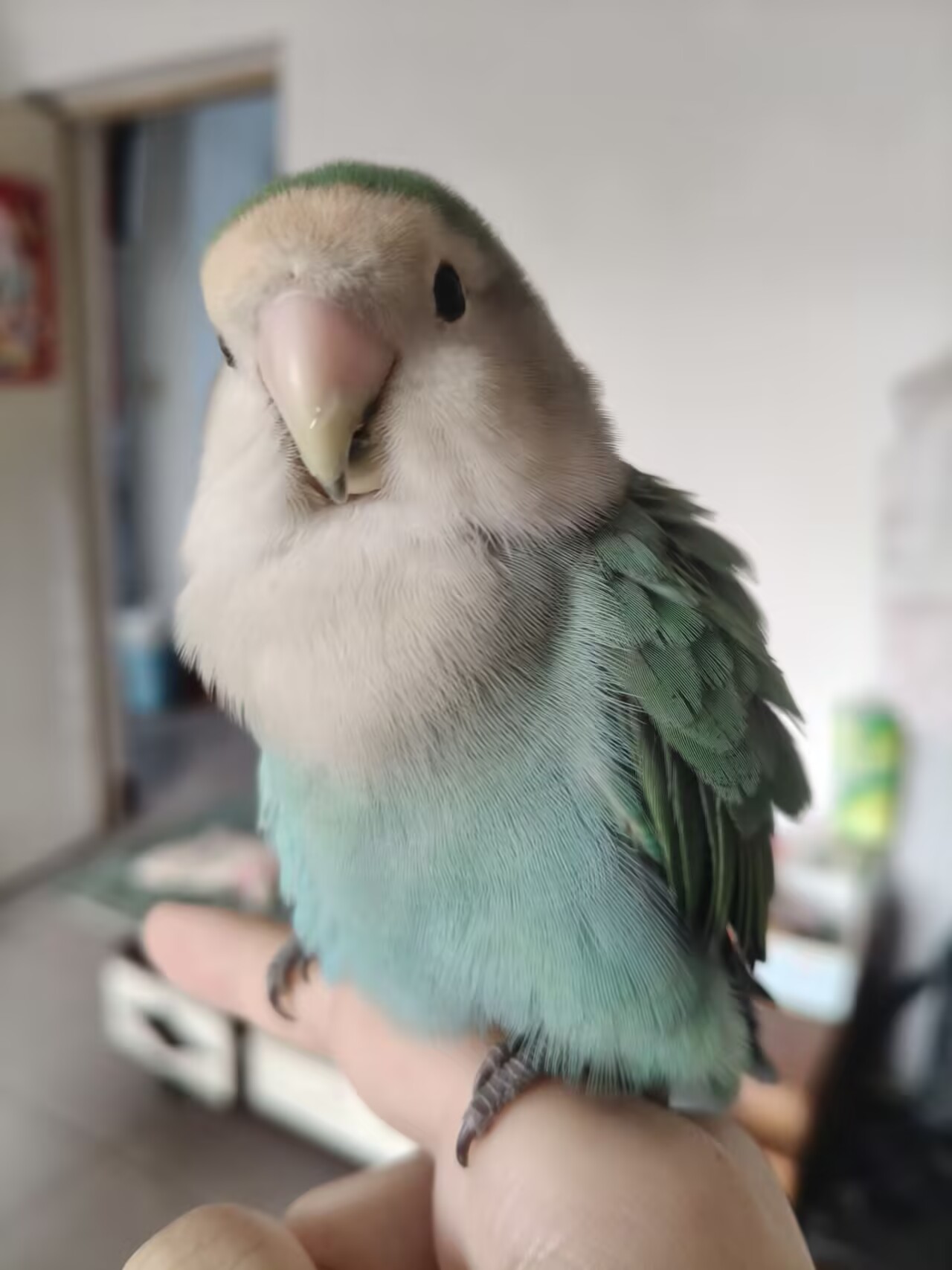 釉宝