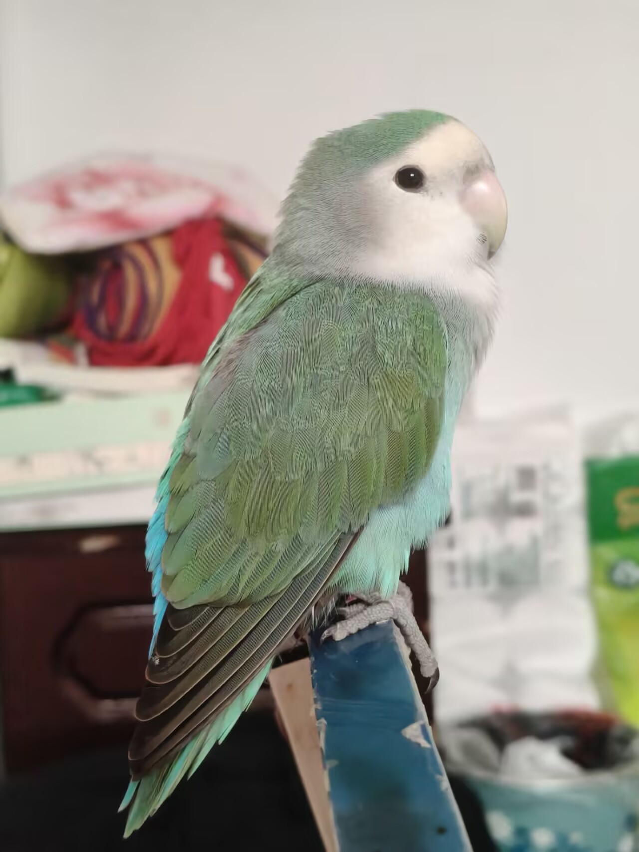 釉宝